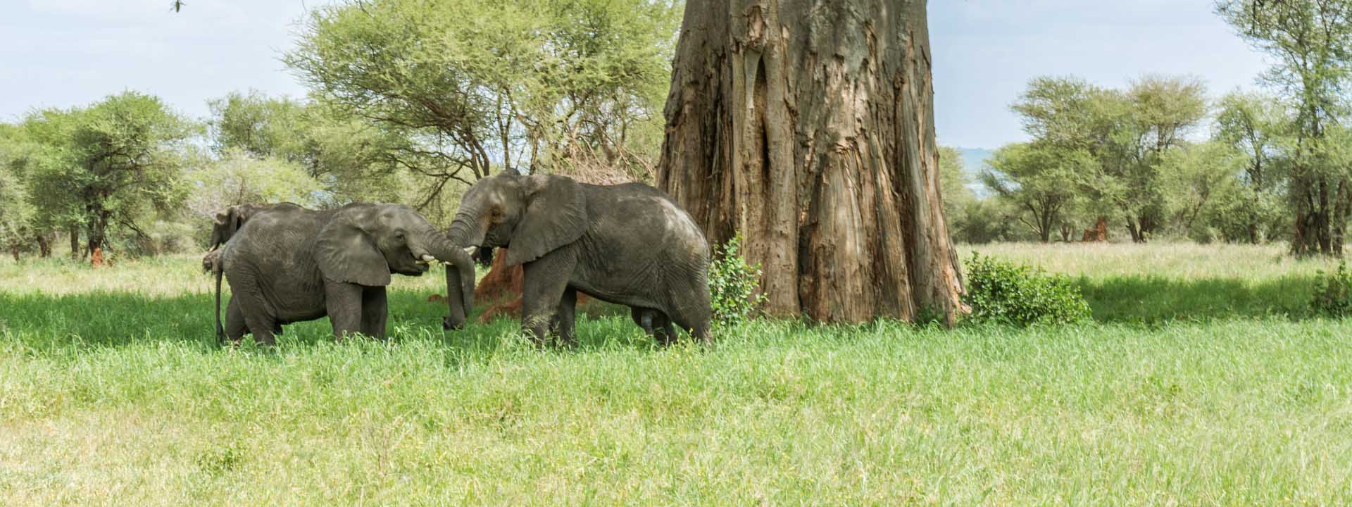 Tanzania Northern Circuit Safaris