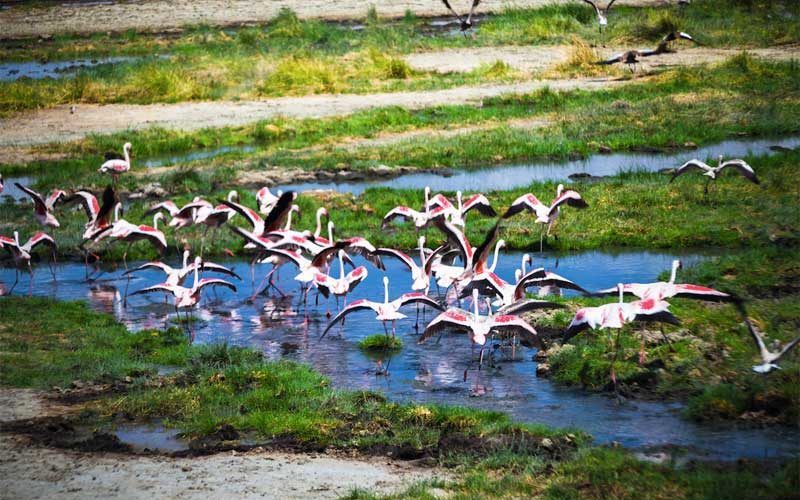 Arusha National Park Flamingos