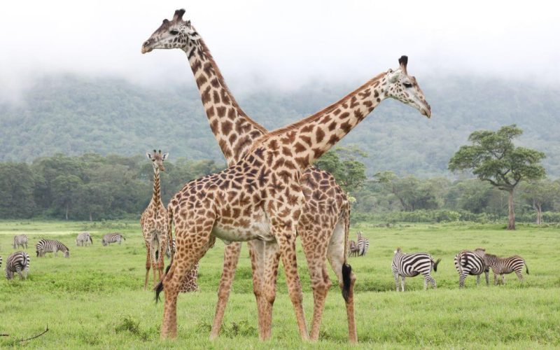 Arusha National Park girrafe