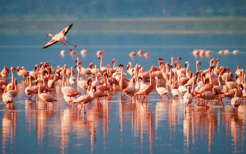 Lake Manyara flamingos
