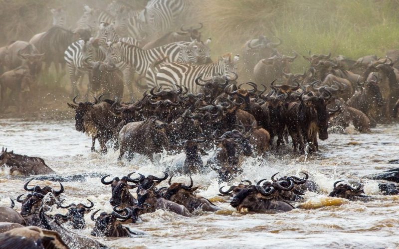 Migration serengeti