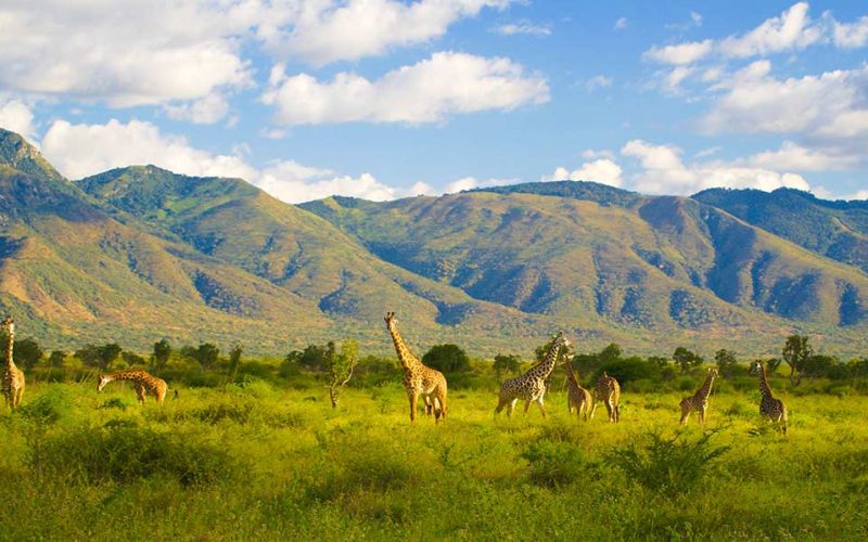 Mkomazi National Park2