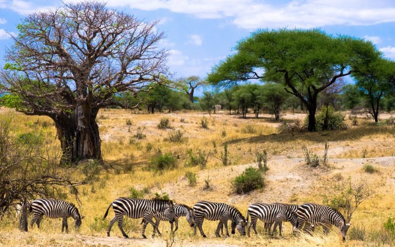 Zebra Tarangire