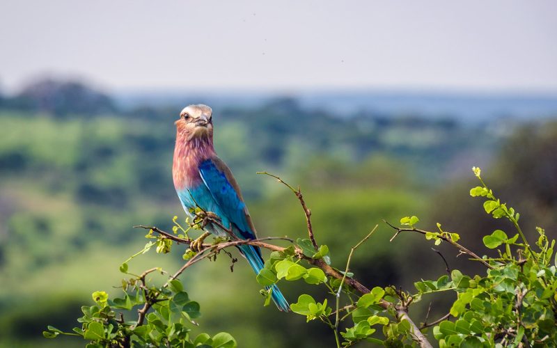 bird in tarangire