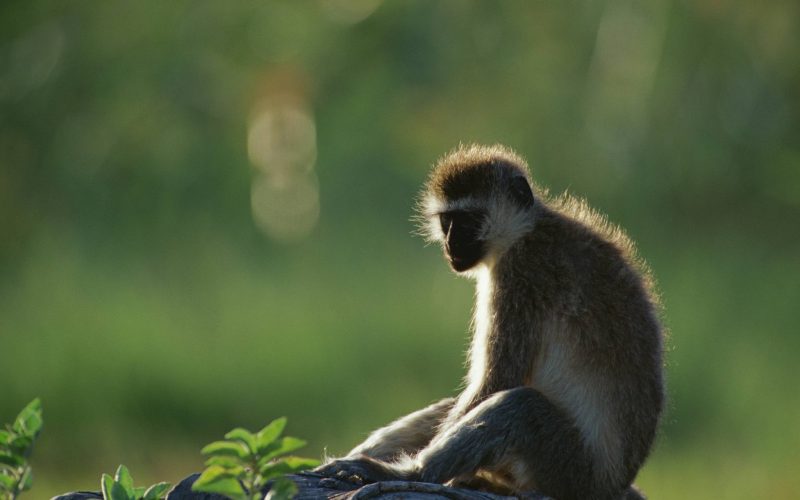 lake manyara baboons
