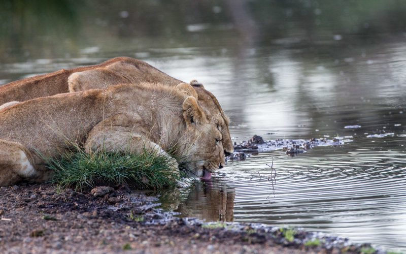 ngorongoro lioness