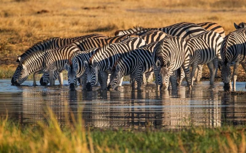 zebra lake manyara